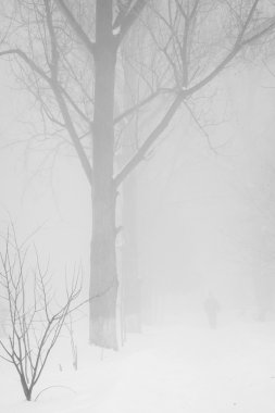 Peyzaj Park kar yağışı