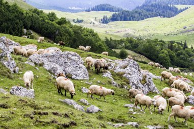 Romanya 'daki Güney Karpatlar' ın bir parçası olan Bucegi Dağları 'ndan manzara