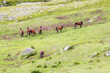 Romanya 'daki Güney Karpatlar' ın bir parçası olan Bucegi Dağları 'ndan manzara