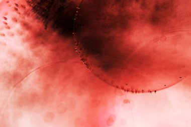 baloncuklar, jöle topları ile light soyut sualtı oyunları