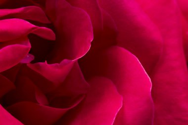 detayları ile renkli, güzel, narin gül