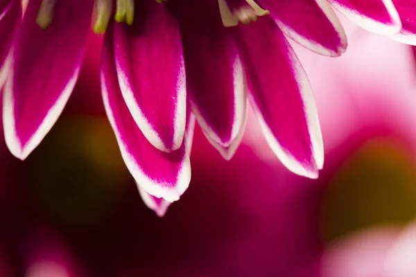 Grupp av vackra chrysanthemum blommor med blad och Detaljer — Stockfoto