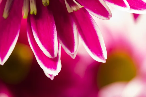 Groep van mooie chrysant bloemen met bladeren en details — Stockfoto