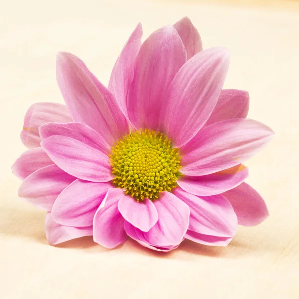 Groep van mooie chrysant bloemen met bladeren en details — Stockfoto