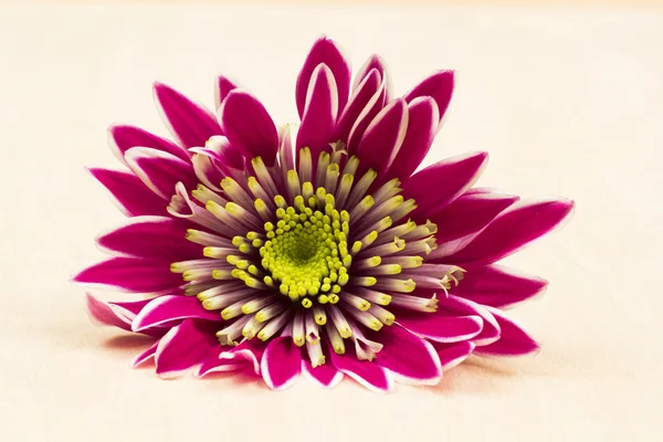 Groep van mooie chrysant bloemen met bladeren en details — Stockfoto