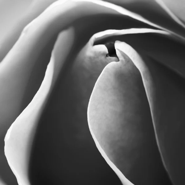 Noir et blanc, belles, délicates pétales de rose — Photo