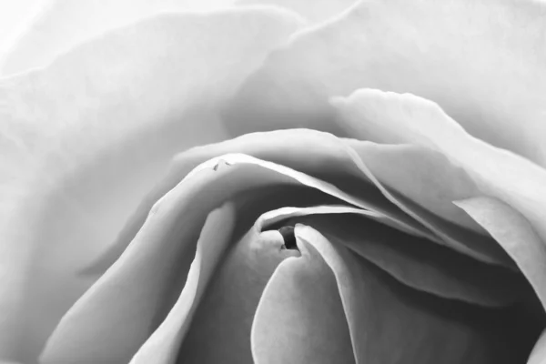 黑色和白色的、 美丽的、 微妙的玫瑰花瓣 — 图库照片