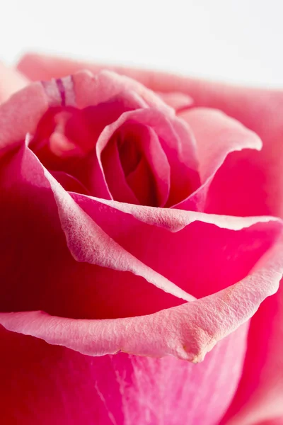 Pétalas de rosa coloridas, bonitas e delicadas e detalhes — Fotografia de Stock