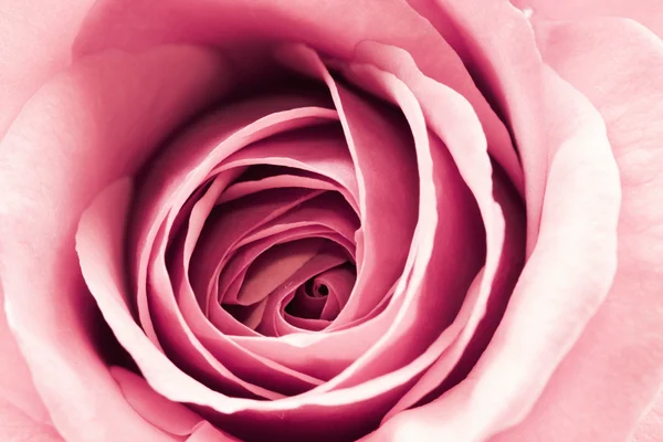 Petali e dettagli di rosa colorati, belli e delicati — Foto Stock