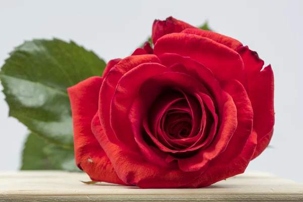 Pétalas de rosa coloridas, bonitas e delicadas e detalhes — Fotografia de Stock