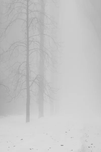 Paisagem nevando no parque — Fotografia de Stock