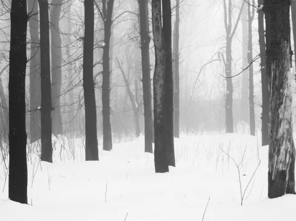 Paisagem nevando no parque — Fotografia de Stock