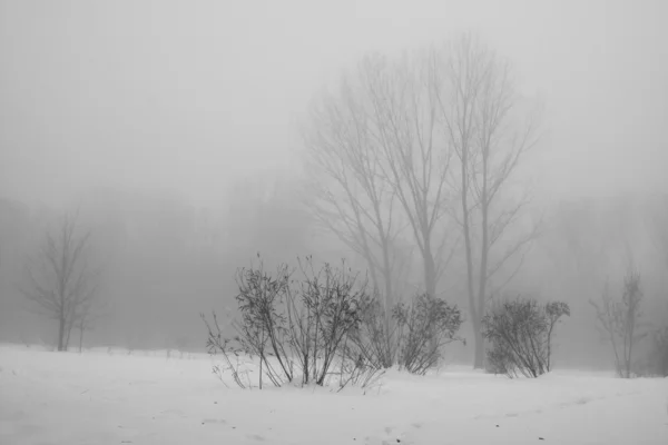 下雪在公园里的景观 — 图库照片