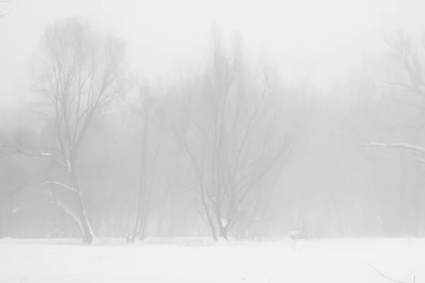 下雪在公园里的景观 — 图库照片