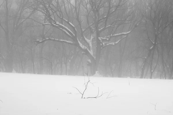 Снежный пейзаж в парке — стоковое фото