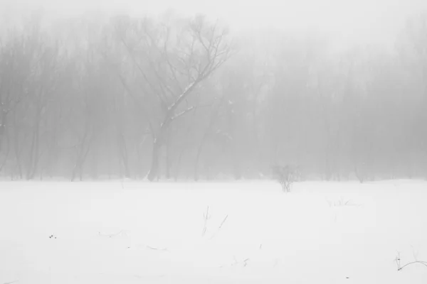 Paisagem nevando no parque — Fotografia de Stock