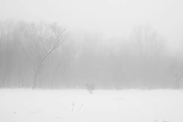 공원에서 풍경에 눈이 — 스톡 사진
