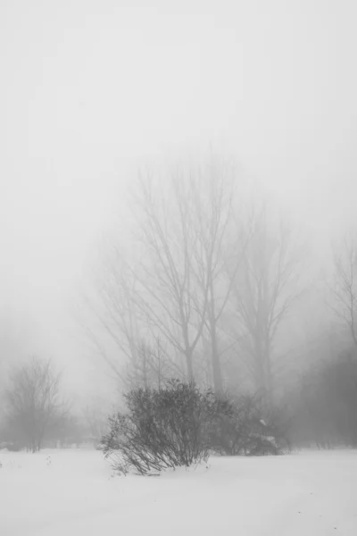 Snølandskap i parken – stockfoto