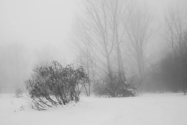 Nieva el paisaje en el parque — Foto de Stock