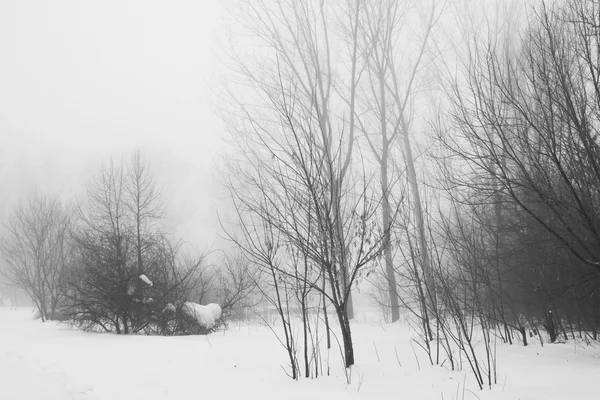 下雪在公园里的景观 — 图库照片