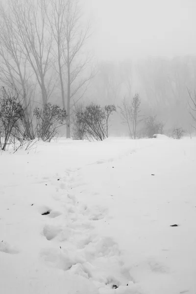 Снежный пейзаж в парке — стоковое фото