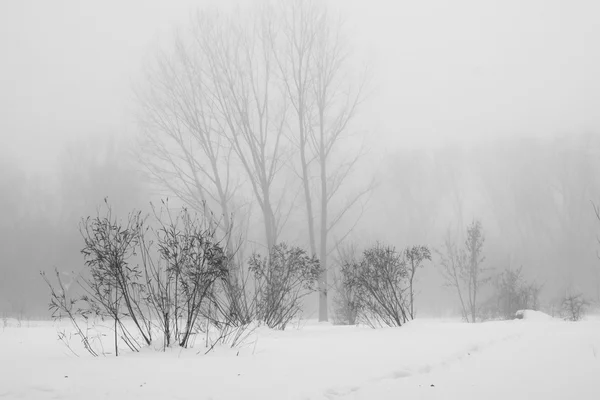 Paisagem nevando no parque — Fotografia de Stock