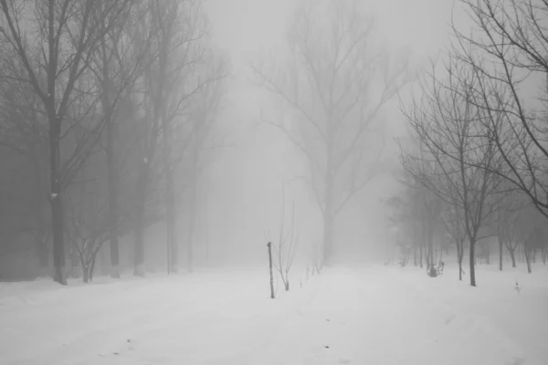 下雪在公园里的景观 — 图库照片