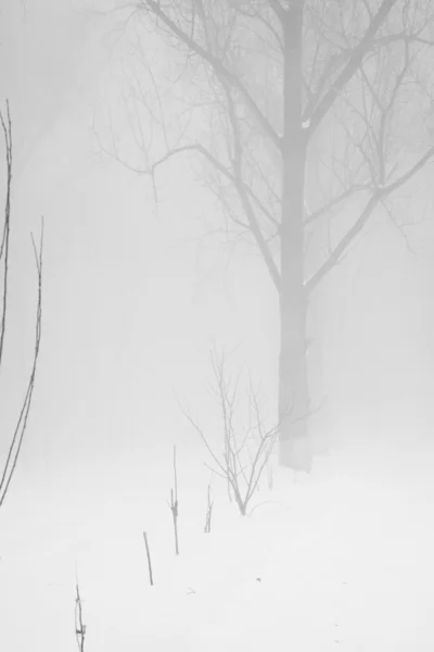 Peyzaj Park kar yağışı — Stok fotoğraf