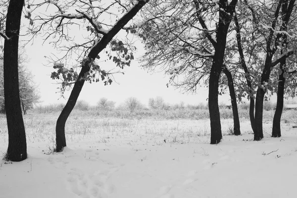 Paysage de neige dans le parc — Photo