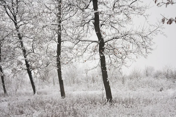 Paisagem nevando no parque — Fotografia de Stock