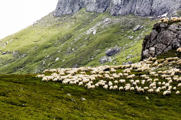 Paisagem nevando no parque — Fotografia de Stock