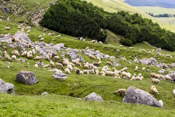 Paisagem das Montanhas Bucegi, parte dos Cárpatos do Sul na Roménia — Fotografia de Stock