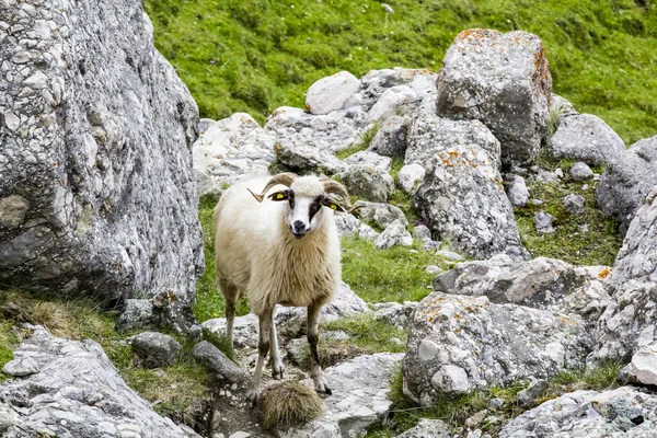 Paisaje de las montañas Bucegi, parte de los Cárpatos del Sur en Rumania —  Fotos de Stock