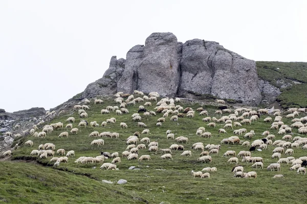 Paisaje de las montañas Bucegi, parte de los Cárpatos del Sur en Rumania —  Fotos de Stock