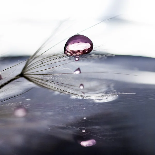 Насіння кульбаби з краплями води на природному фоні — стокове фото