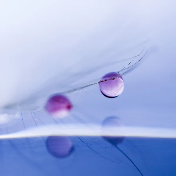 Semillas de diente de león con gotas de agua sobre fondo natural —  Fotos de Stock