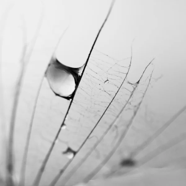 Semillas de diente de león con gotas de agua sobre fondo natural —  Fotos de Stock