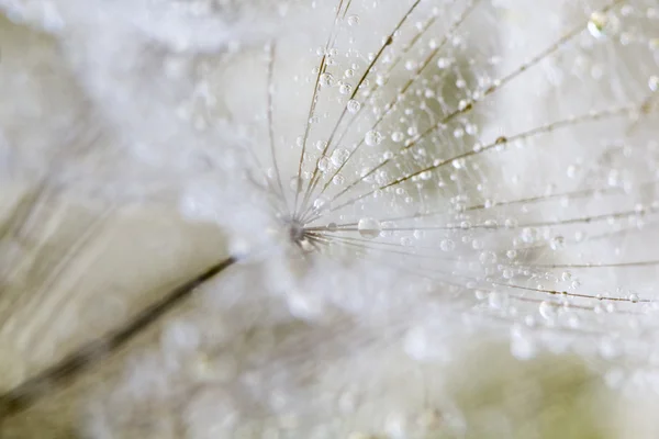 Graines de pissenlit avec des gouttes d'eau sur fond naturel — Photo