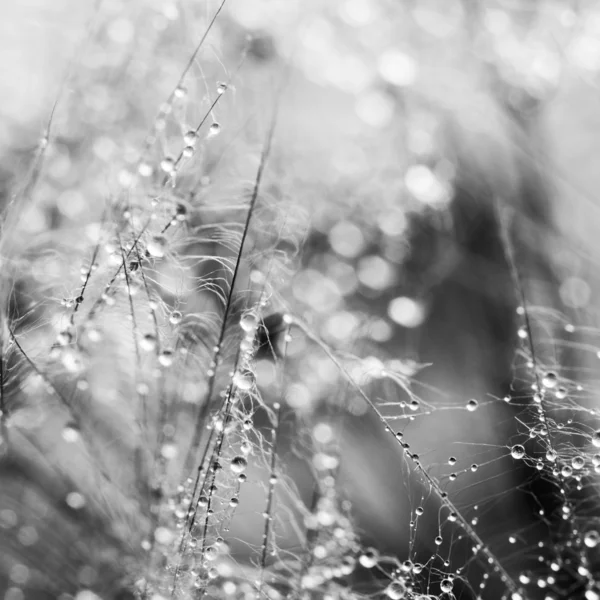 Pampeliška semena kapkami vody na přírodní pozadí — Stock fotografie