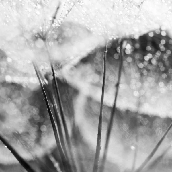 Maskros frön med vattendroppar på naturliga bakgrund — Stockfoto