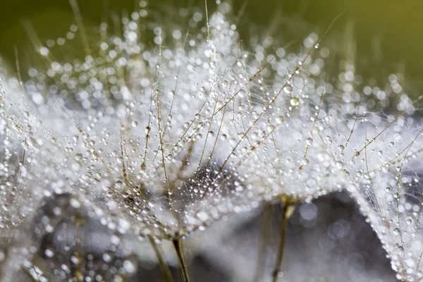 Semillas de diente de león con gotas de agua sobre fondo natural — Foto de Stock