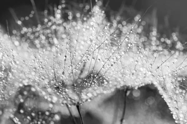 Semillas de diente de león con gotas de agua sobre fondo natural — Foto de Stock