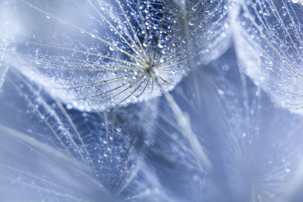 Graines de pissenlit avec des gouttes d'eau sur fond naturel — Photo