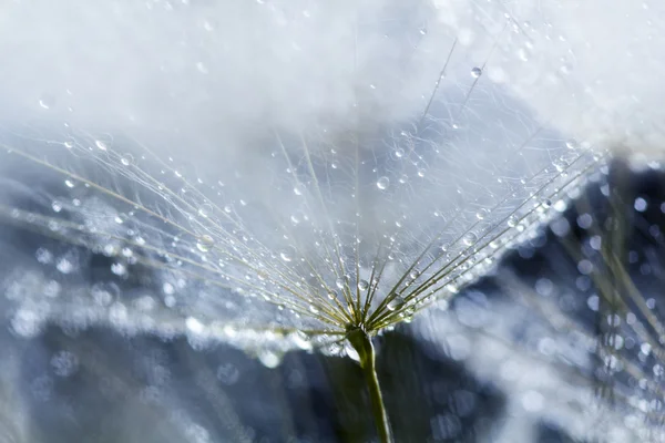 Dandelion seeds with water drops on natural background — Stock Photo, Image