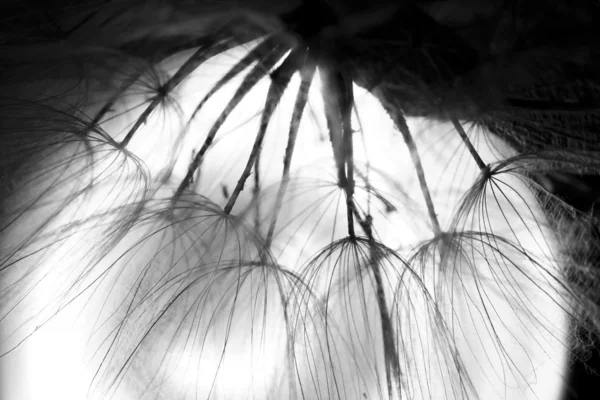 Dandelion seeds with water drops on natural background — Stock Photo, Image