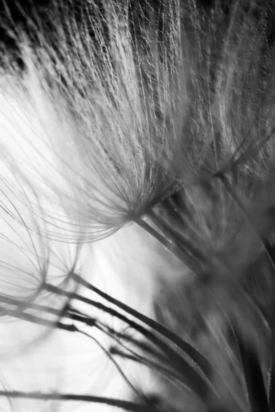 Dandelion seeds with water drops on natural background — Stock Photo, Image