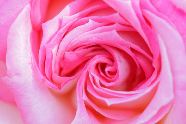 Kleurrijke, mooie, delicate rose met details — Stockfoto