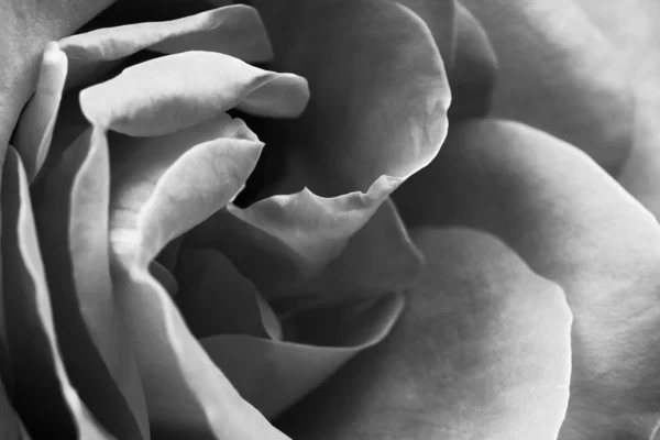 Blanco y negro, hermosos y delicados pétalos de rosa — Foto de Stock