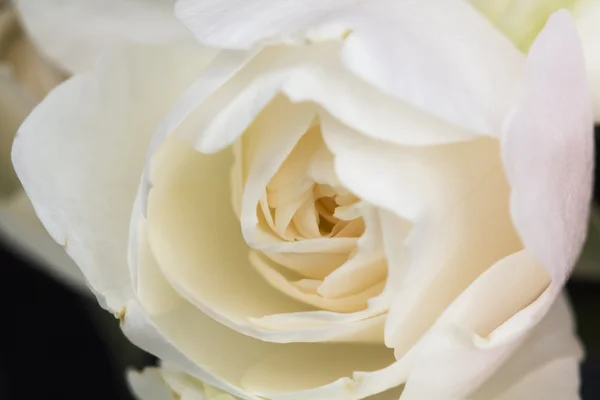 Rosa branca, bonita, delicada com detalhes — Fotografia de Stock