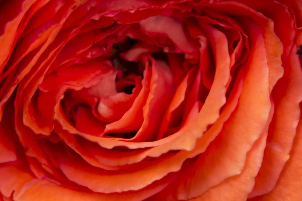 Rosa colorata, bella, delicata con dettagli — Foto Stock
